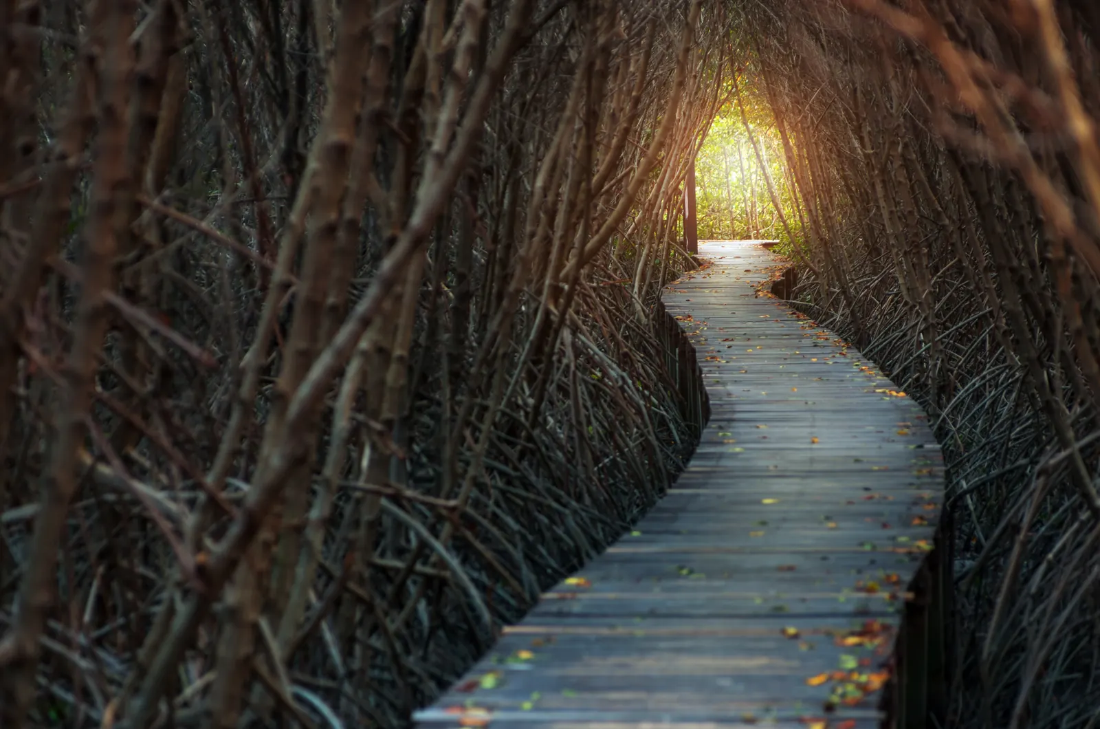 A boardwalk path leading toward the light